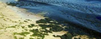 Санитарная служба Бердянска: трава не повлияла на качество воды в море