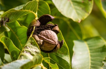 А вы знали? Второй по величине ореховый сад в Украине растет в Николаевской области