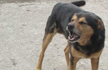 В Бердянске совершено два нападения бродячих собак на людей