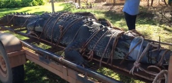 Неуловимый монстр. В Австралии поймали огромного крокодила