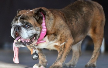 В США умерла самая некрасивая собака в мире