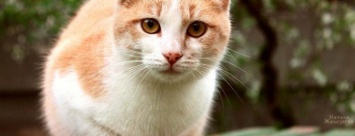 Что стало с котами, которых одесситка "заказала" дезинсектору, - ФОТО