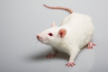 Ученые внедрили в мышей "саморазмножающиеся" гены