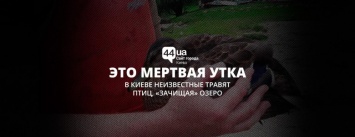 Что там происходит? Киевские активисты спасли 2 отравленных уток, - ФОТО