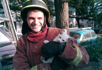 За день в Днепре спасатели сняли с деревьев двух котов