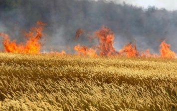 Полиция задержала поджигателя, уничтожившего пшеничное поле в Таврийске
