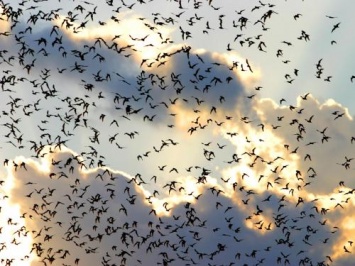 Массовая гибель птиц в Карелии может быть предвестником апокалипсиса