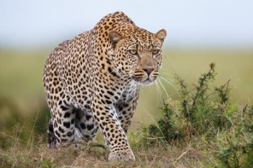 В Индии леопард-убийца растерзал более 20 человек