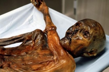 Ученые проанализировали содержимое желудка мумии ледяного человека