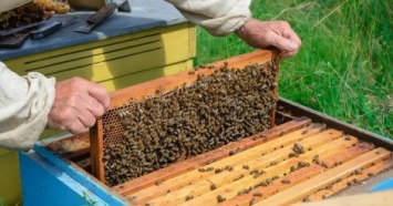 Подписьздесь: пчеловоды собирают подписи за уголовную статью при применении опасных пестицидов