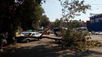Древопад в Днепре: дерево зацепило автомобиль и травмировало женщину