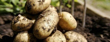 В Бедянске огородники опять сажают картошку