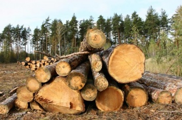 На страны Евросоюза приходятся 70% украинского экспорта древесины