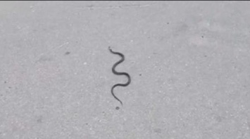 Обнаружена змея на Комендантском проспекте в Петербурге