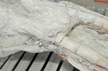 Во Франции найден редкий череп пиренейского мастодонта