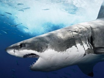 Турист снял на видео подлое нападение акулы на тюленя