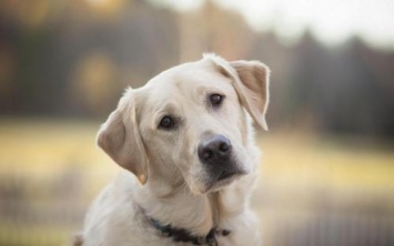 Владельцы собак выразили негодование за статью в журнале про «собак-паразитов»