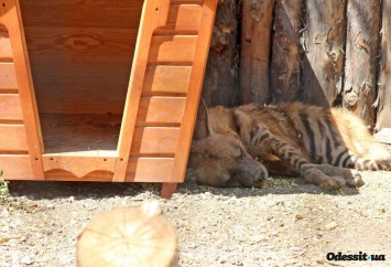 Праздник в Одесском зоопарке: полосатые гиены решили отдохнуть
