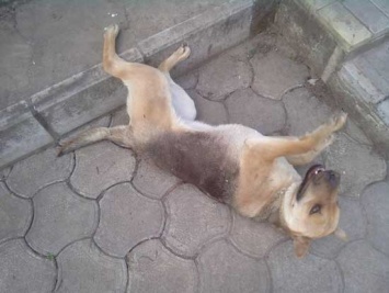 Житель Игрени застрелил собаку прямо во дворе хозяев