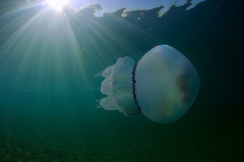 Курортная Затока: побережье атаковали медузы-корнероты