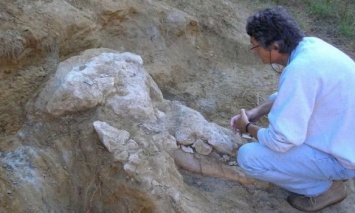 Во Франции обнаружили редкий череп пиренейского мастодонта