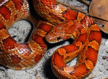 В Красноярске нашли сбежавшую мексиканскую змею