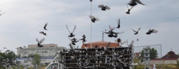 В Северодонецке 10 тыс. румынских голубей поднялись в воздух