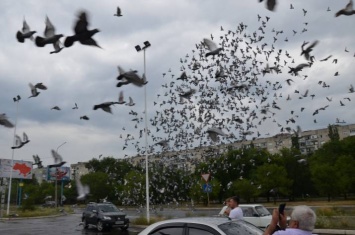Над Северодонецком пролетели 10 тысяч голубей