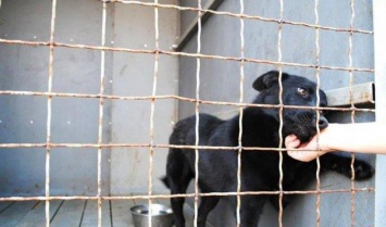 В николаевском "Центре защиты животных" массово исчезли собаки: директор КП заверяет в плановой эвтаназии