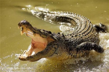 300 крокодилов убила в Индонезии разъяренная толпа