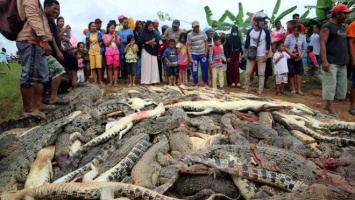Крокодиловый бунт в Индонезии. Разгневанные жители забили около 300 рептилий
