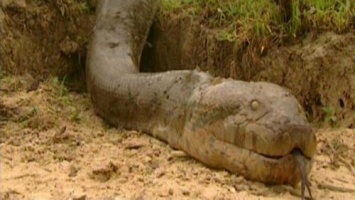 Неизвестный монстр-змей напал и искусал 17-летнего парня