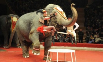Веселье, основанное на пытках: Почему весь мир отказывается от цирковых представлений с участием животных