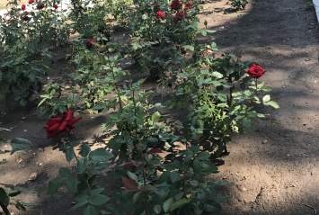 Запорожская Аллея роз разрастется на несколько километров