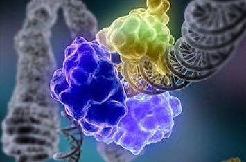 Популярный метод редактирования генома приводит к множественным мутациям - ученые