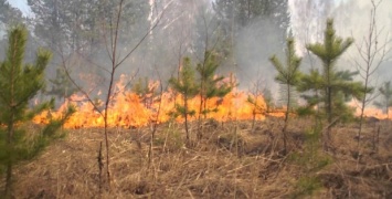 С начала года в лесах сгорело 32 гектара деревьев