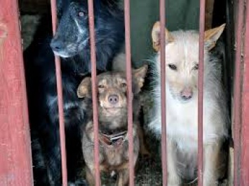 Сколько бродячих собак отловили в Бердянске за минувшую неделю