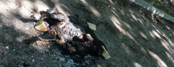 В Одесском санатории живьем сожгли кошку, - ФОТО