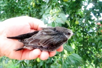 На Полтавщине дети спасли птенца одной из самых быстрых птиц в мире