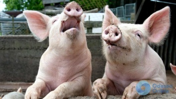Чуму свиней обнаружили в Овидиопольском районе: введен карантин