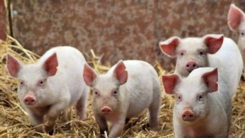 Чума свиней: в Килийском районе расширили зону карантина