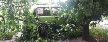 В Сумах аварийное дерево упало на автомобиль