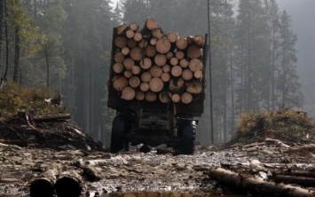 Контрабанда украинского леса в ЕС: в Кабмине решили проверить деятельность всех лесхозов