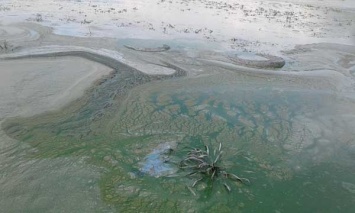 Конец Днепра: умирающая река травит людей "трупным" запахом (ФОТО)