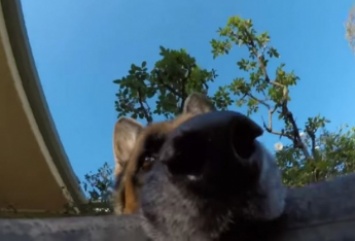 Хит Сети: пес снял побег от хозяина на камеру (видео)