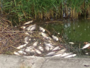 Массовая гибель рыбы на Харьковщине. Подробности