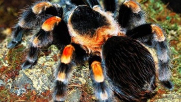 Вылезти из собственной кожи. Ученые опубликовали детальное видео с "шелушением" тарантула