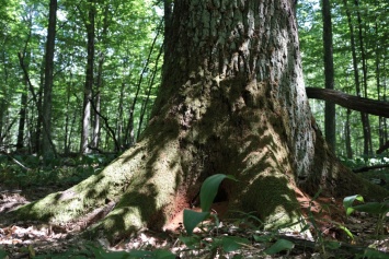 Древнейшие леса Украины: легенды и реальность Полесья (фото)