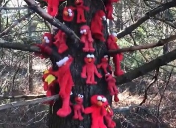 В США в лесу обнаружили жуткое дерево, обвешанное куклами