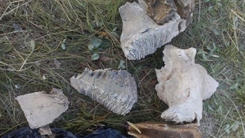 В Хакасии нашли кости гигантского предка мамонта
